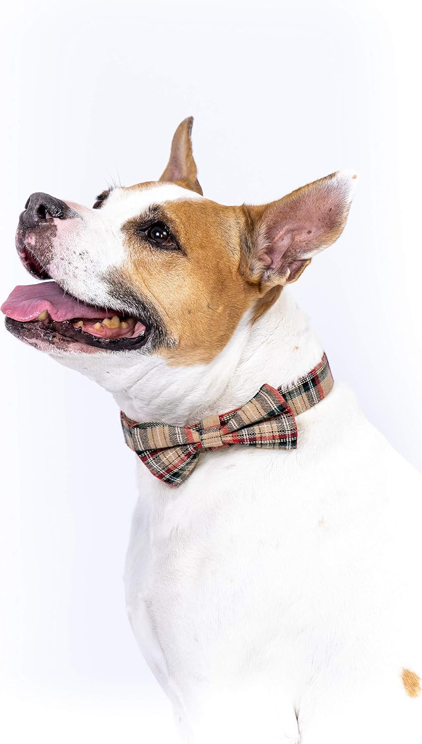 Scottish Tartan Bowtie Dog Collar & Leash Set with Detachable Bow Tie for Girl or Boy Dogs Comfortable Plaid Pattern, Fully Adjustable, Great Pet Gift (XS, Beige)